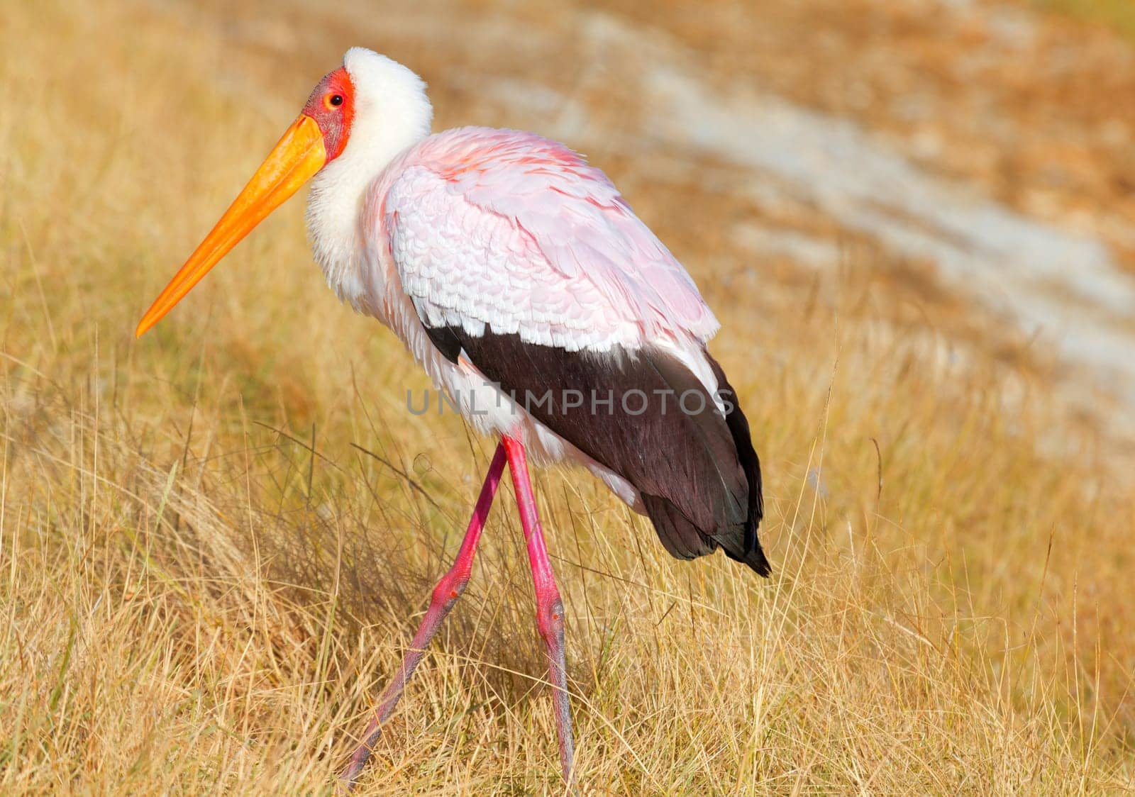 Yellowbilled stork, Nakuru Lake, Kenya