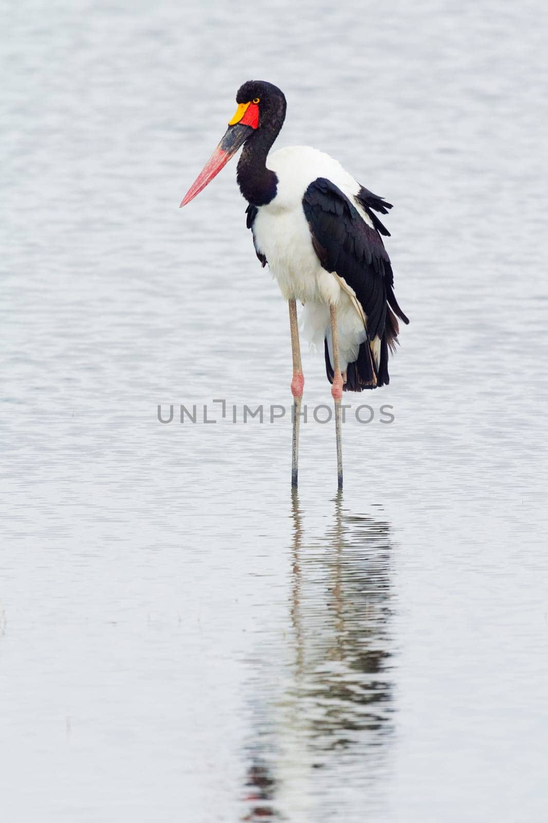 Saddle-billed stork near Nakuru Lake in Kenya