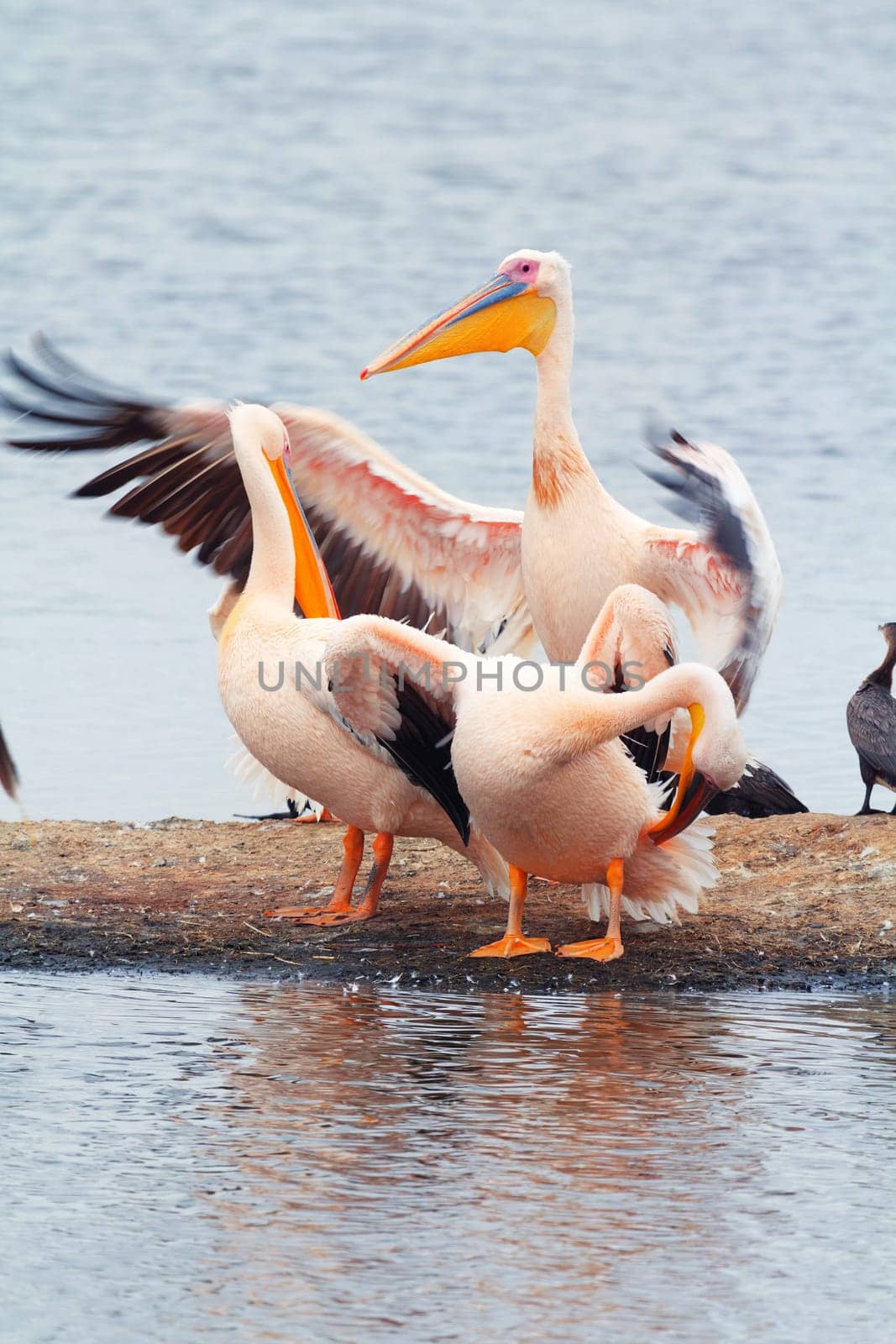 Pelicans drying their wings near Lake Nakuru, Kenya