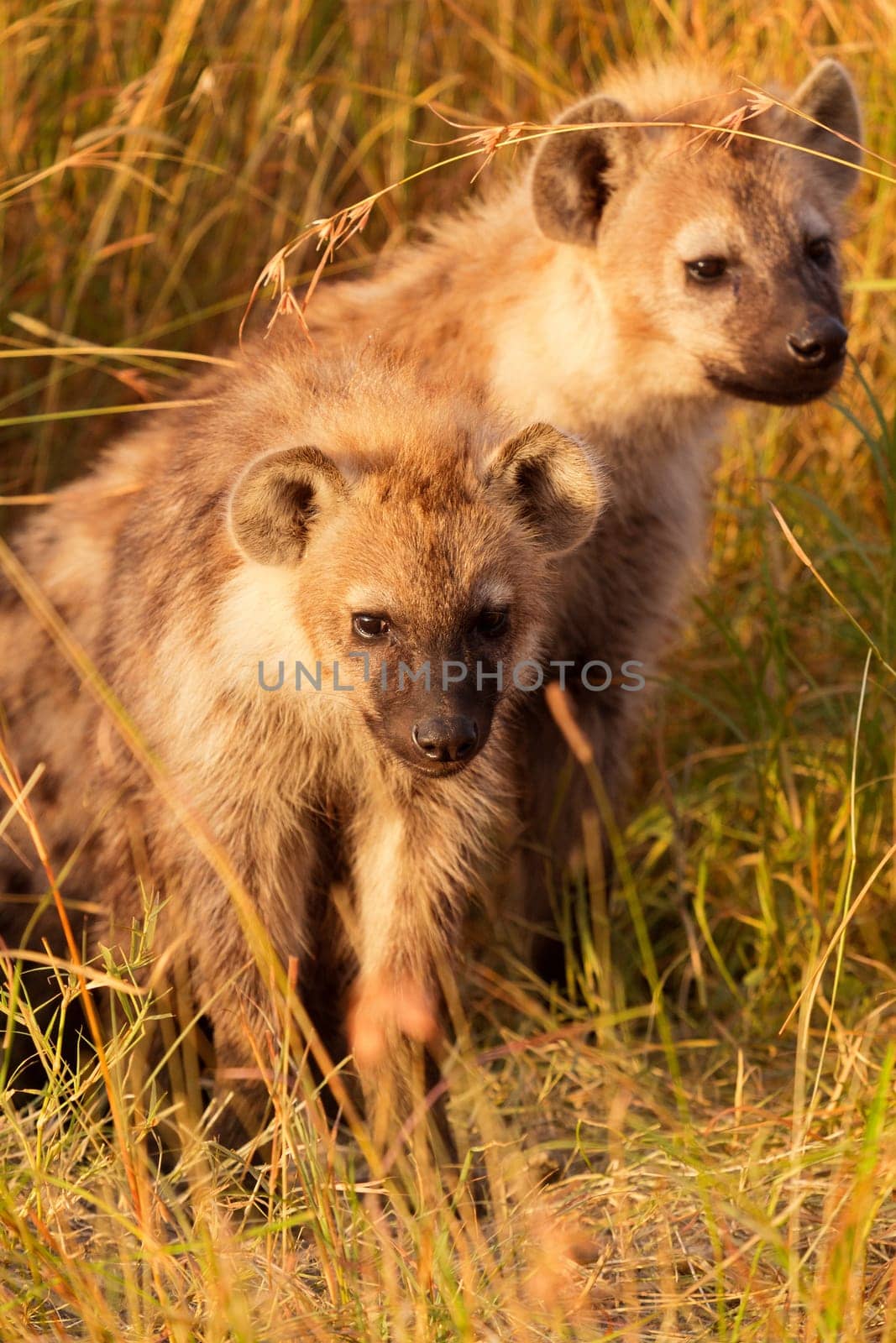 Baby spotted hyenas just come out from their hole, Masai Mara