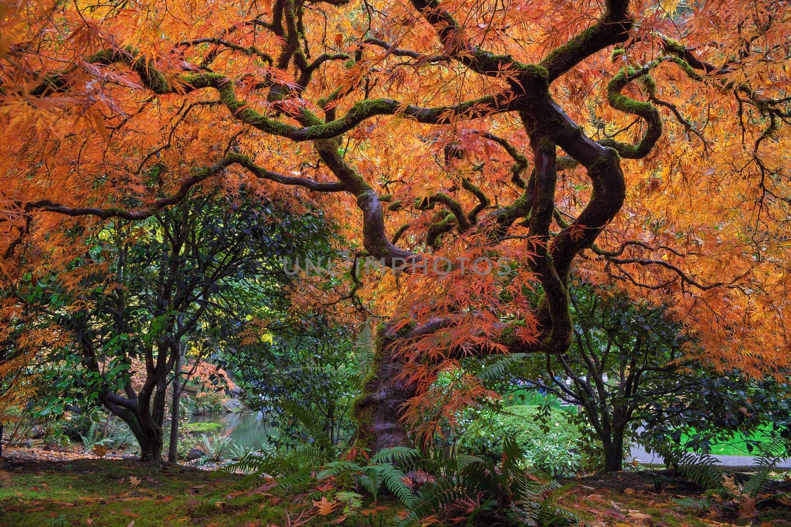 Under the Old Japanese Maple Tree in Autumn at Portland Japanese Garden