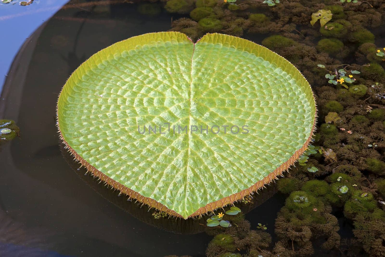 Giant Amazonian Water Lily Pads Floating in Lake Closeup