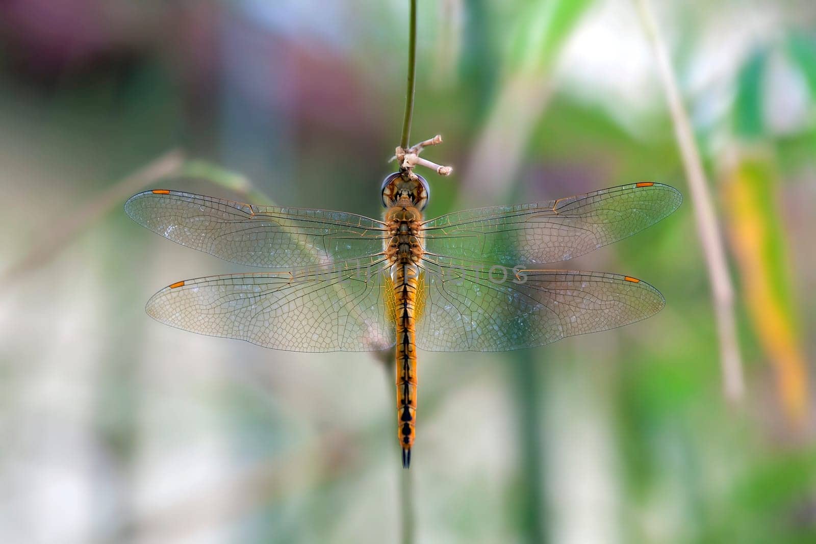 Dragonfly hanging on a plant twig against blurred background Closeup Macro