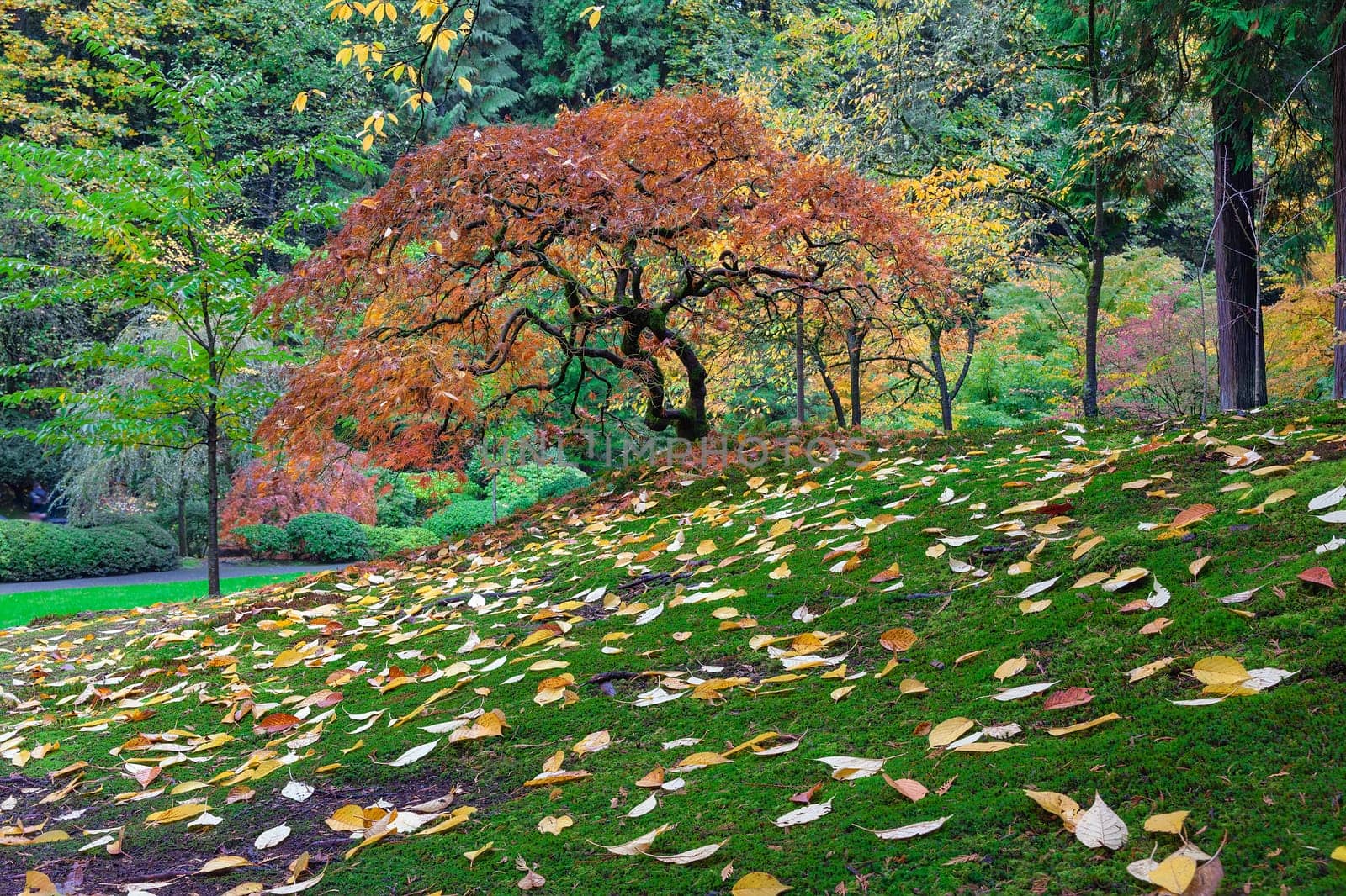 Japanese Maple Tree with Falling Leaves at Portland Japanese Garden in Autumn