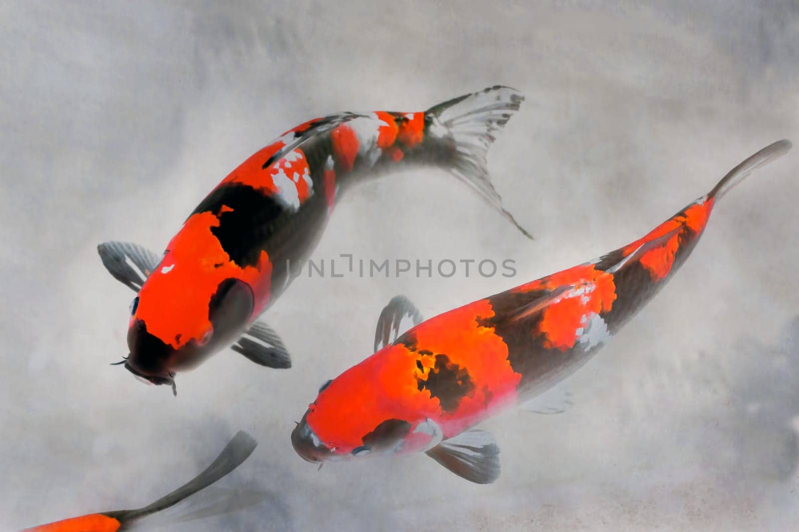 Calico Koi Fish Watercolor Painting in Red White and Black Ink Sumi-e Illustration