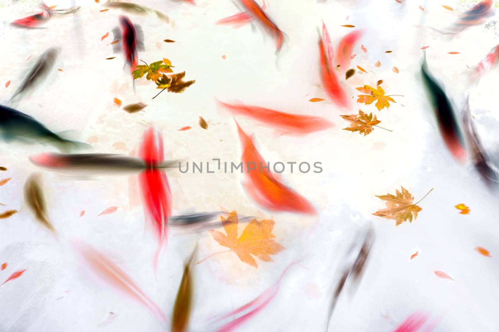 Koi Fish Swimming in Pond with Fall Leaves Abstract Watercolor Illustration