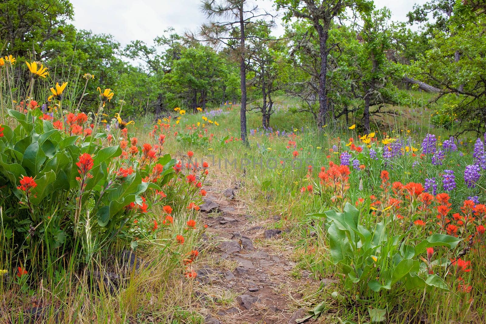 Hiking Trail in Columbia River Gorge Oregon in Spring Season with Wildflowers