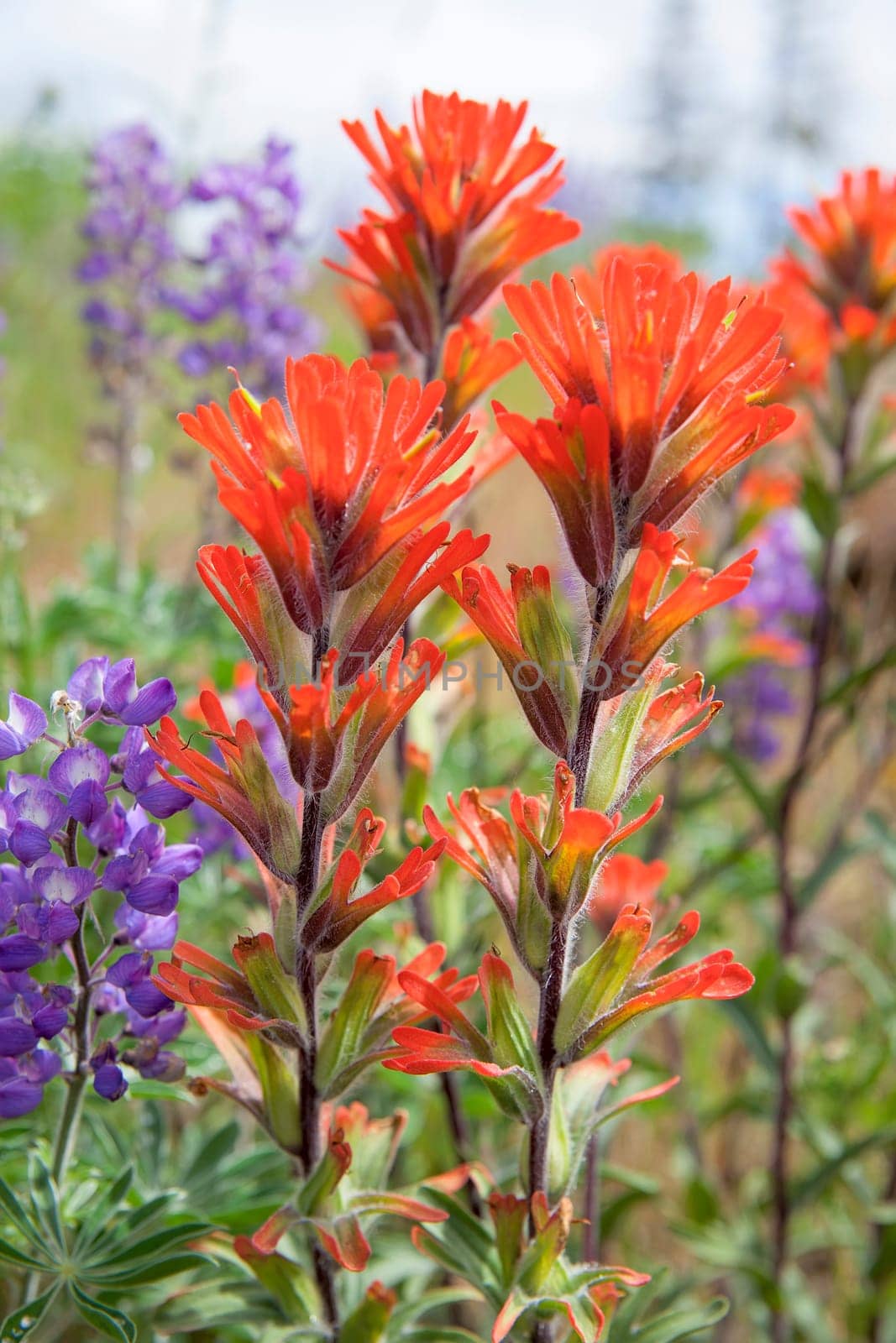 Red Indian Paintbrush Wildflowers Blooming Along Columbia River Gorge in Springtime Closeup Macro