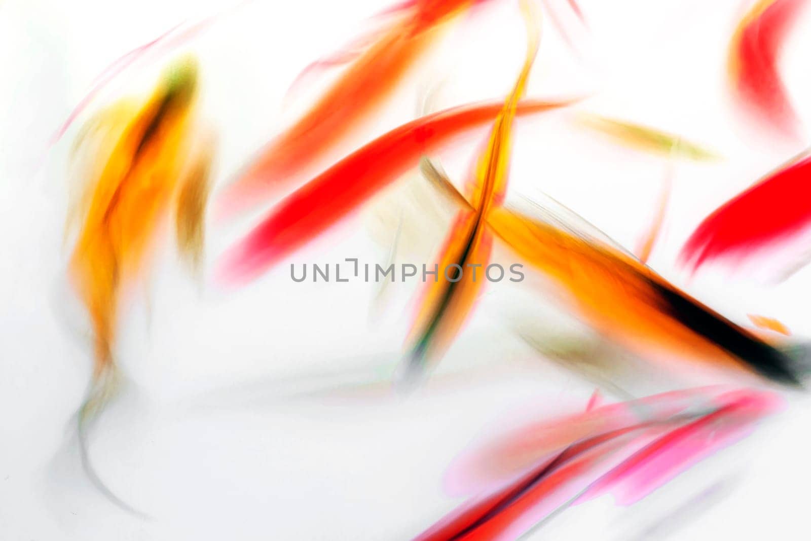 Koi Fish Swimming in Pond Colorful Swirl Abstract