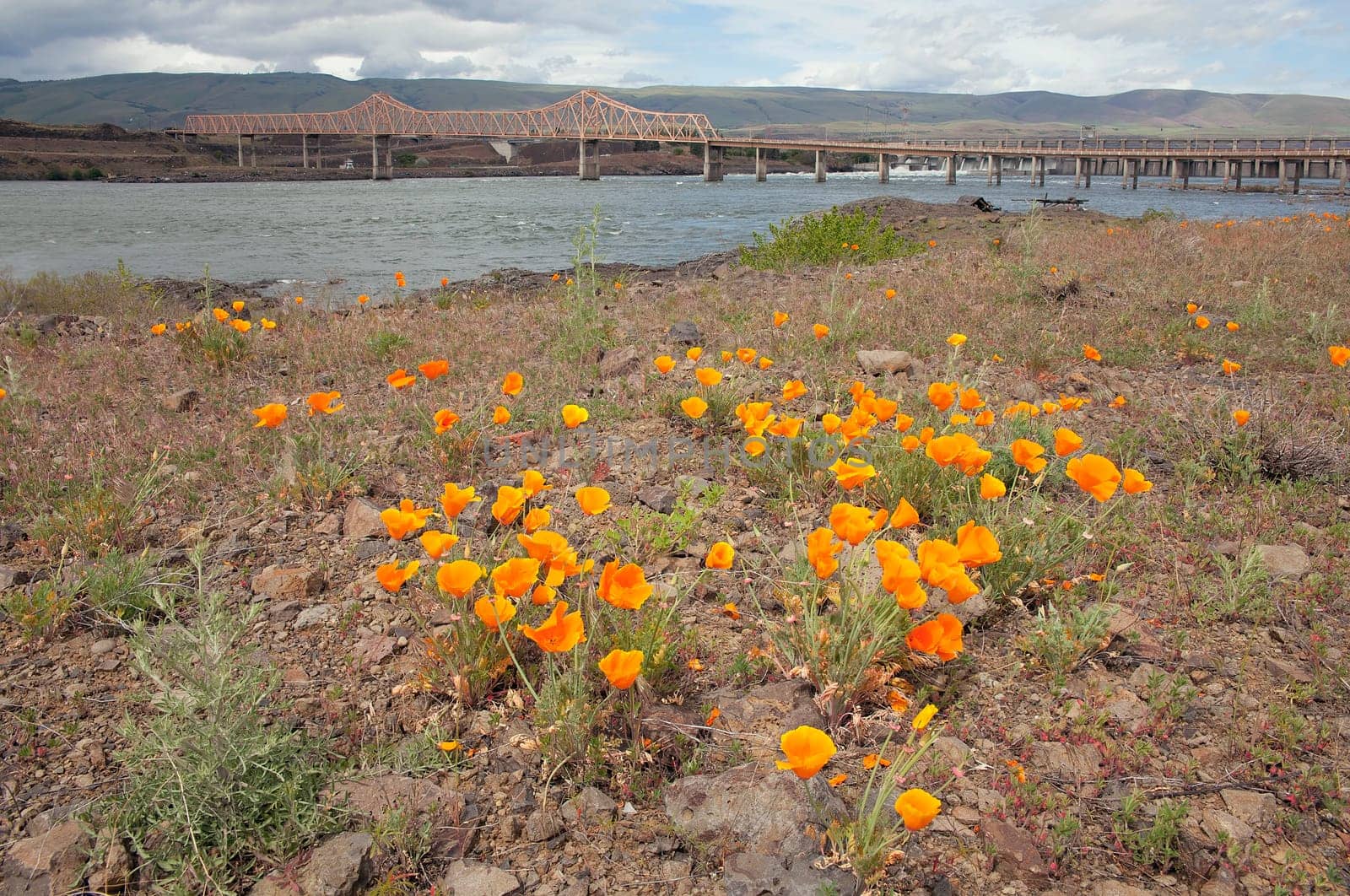 California Orange Poppy Flowers in Bloom During Springtime by The Dalles Bridge Along Columbia River Gorge in Oregon