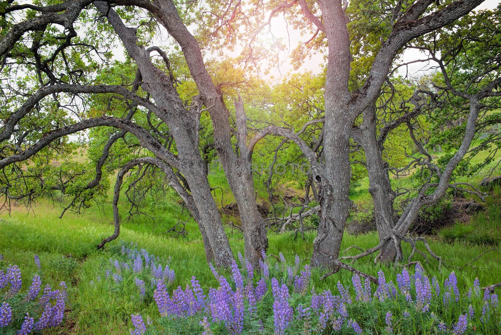 Broadleaf Lupine Flowers Under the Trees at Columbia Hills State Park in Washington State