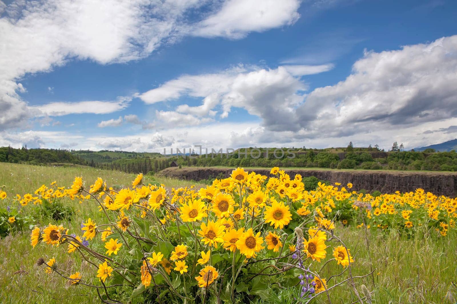 Arrowleaf Balsamroot Wildflowers Blooming in Spring Season at Rowena Crest Along Columbia River Gorge Oregon