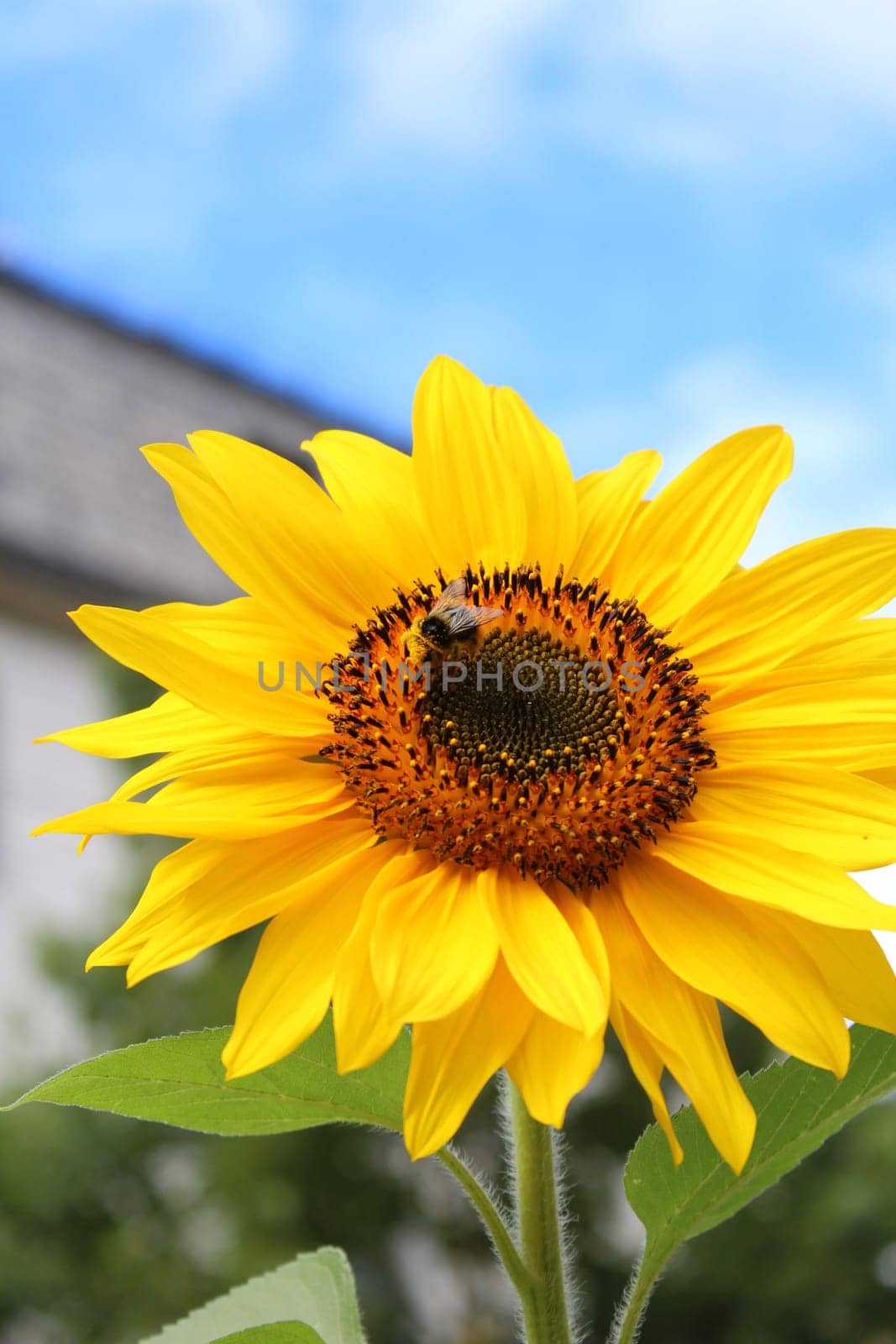 Sunflower