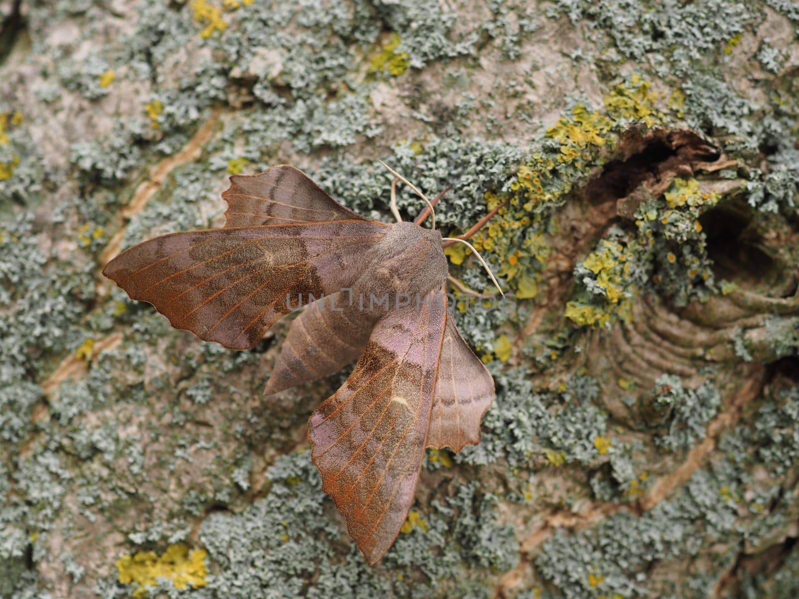 Poplar Swarmer - Moth