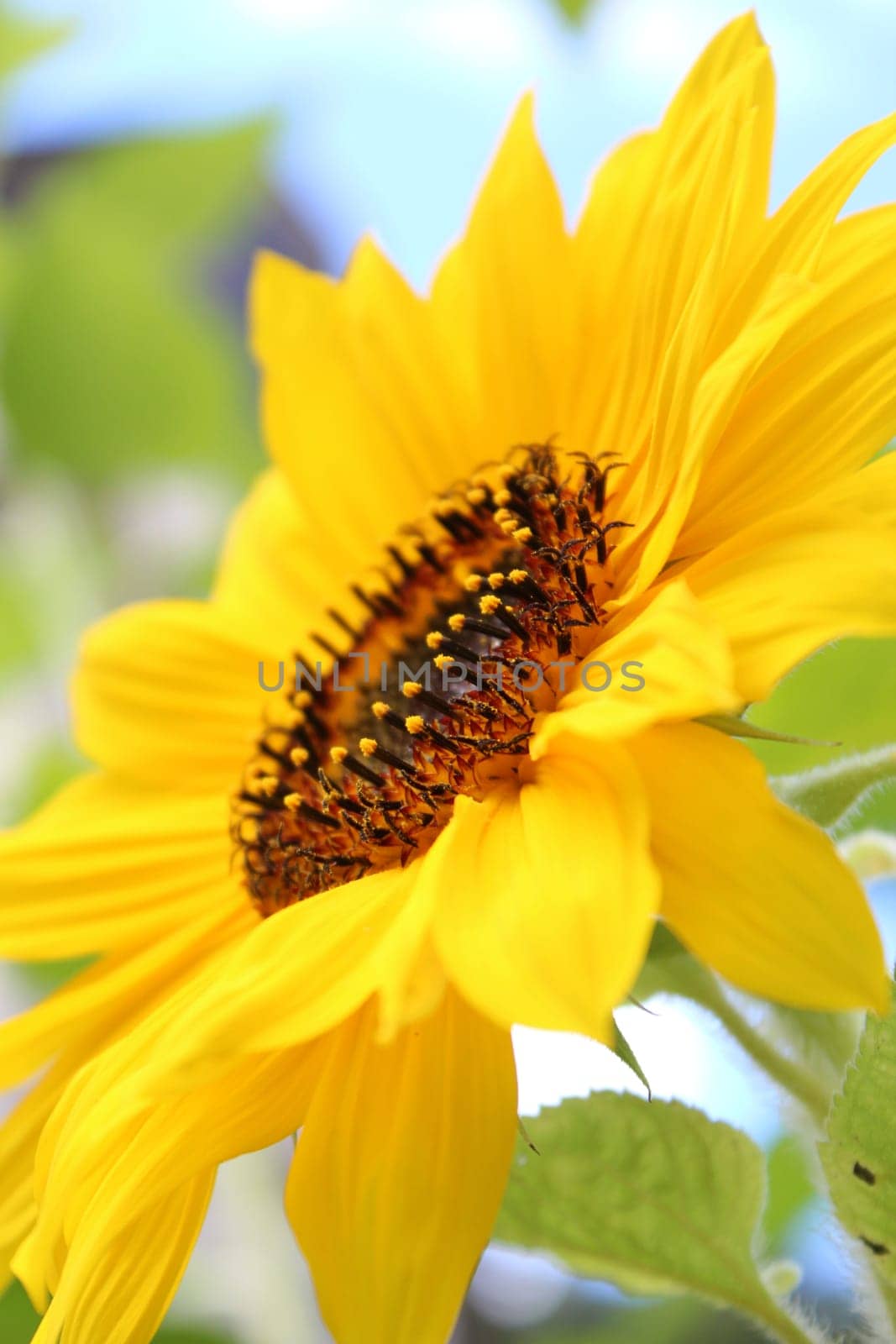 Sunflower