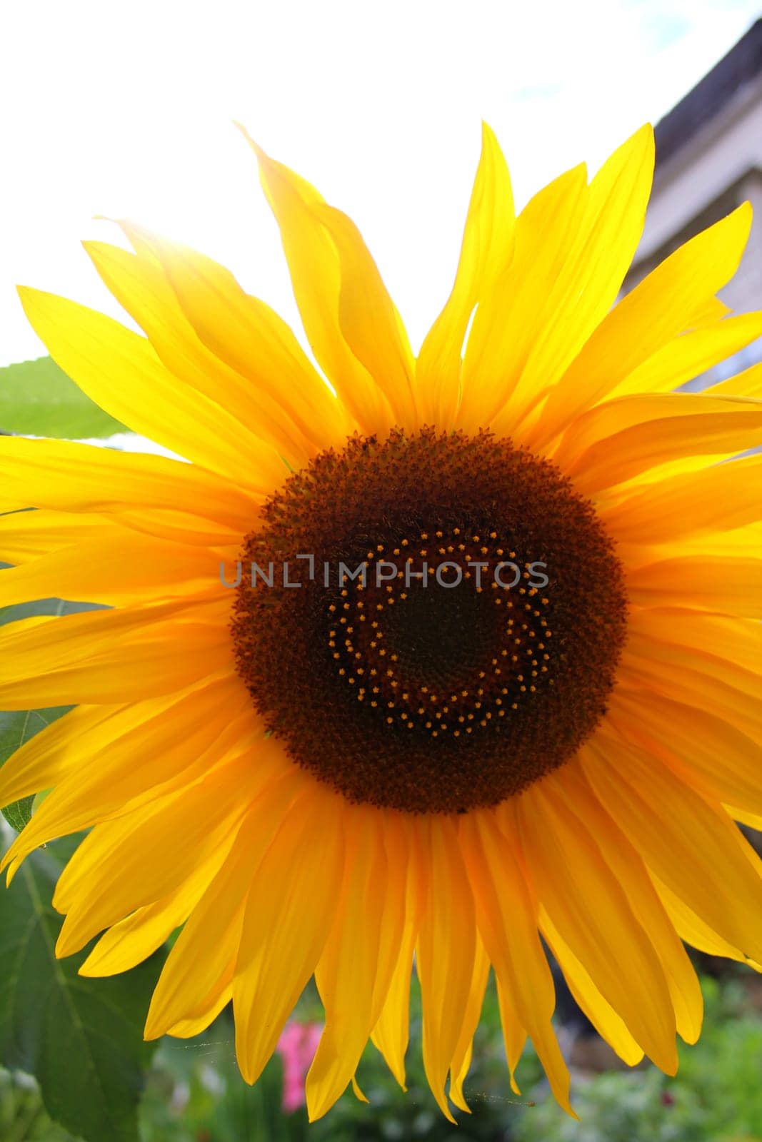 Sunflower