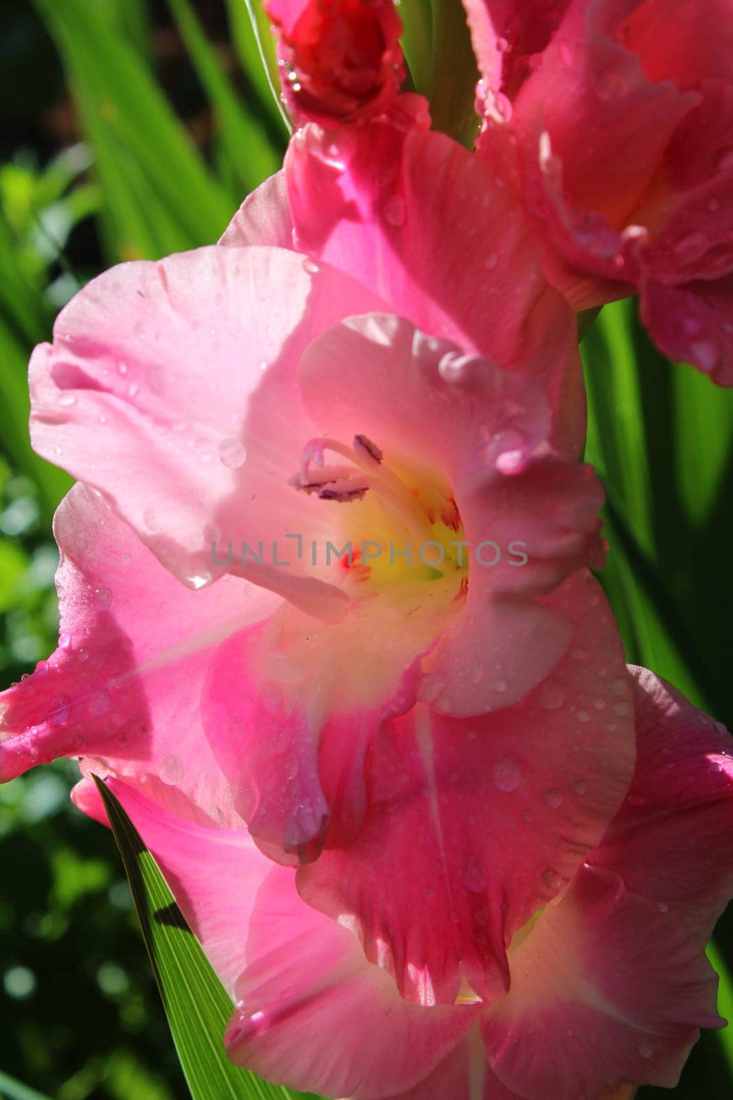 Gladiolus