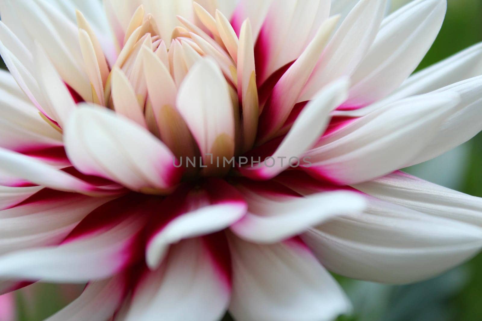 Dahlias