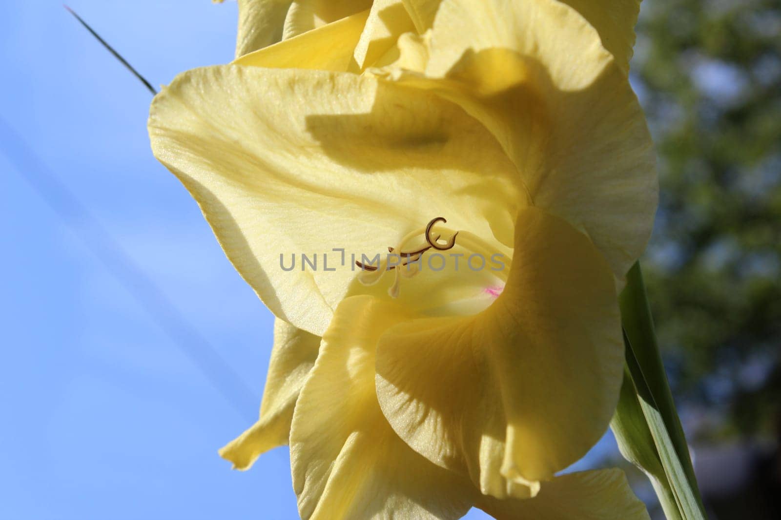 Gladiolus