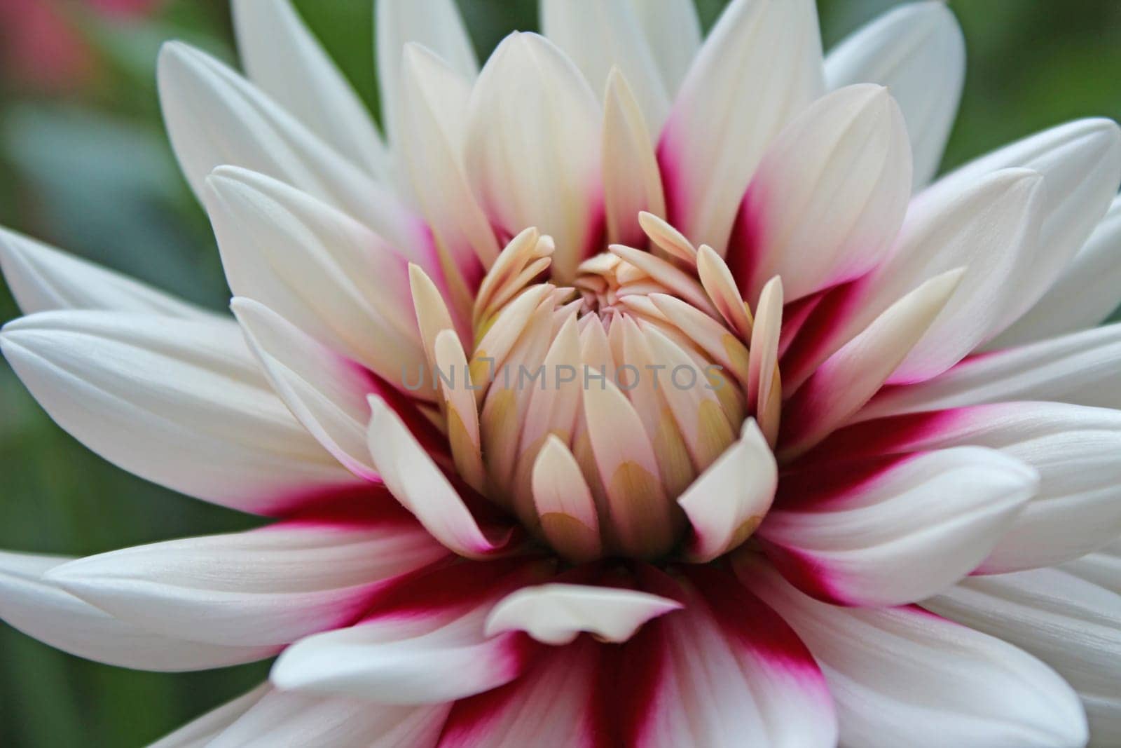 Dahlias