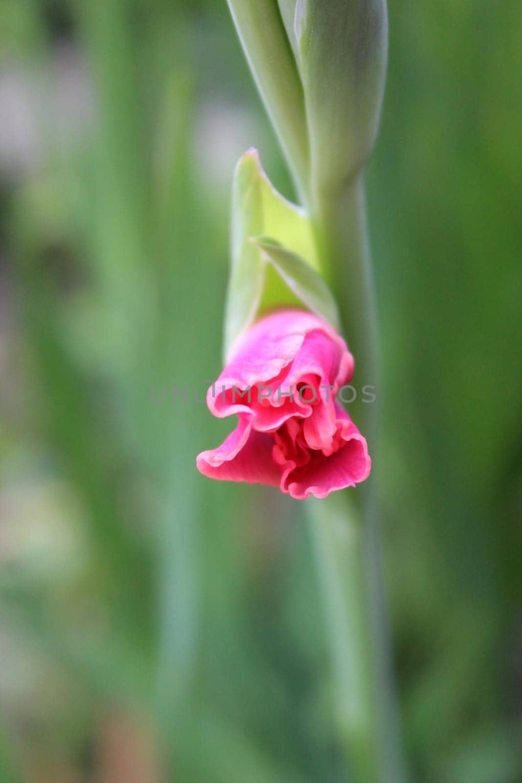 Gladiolus
