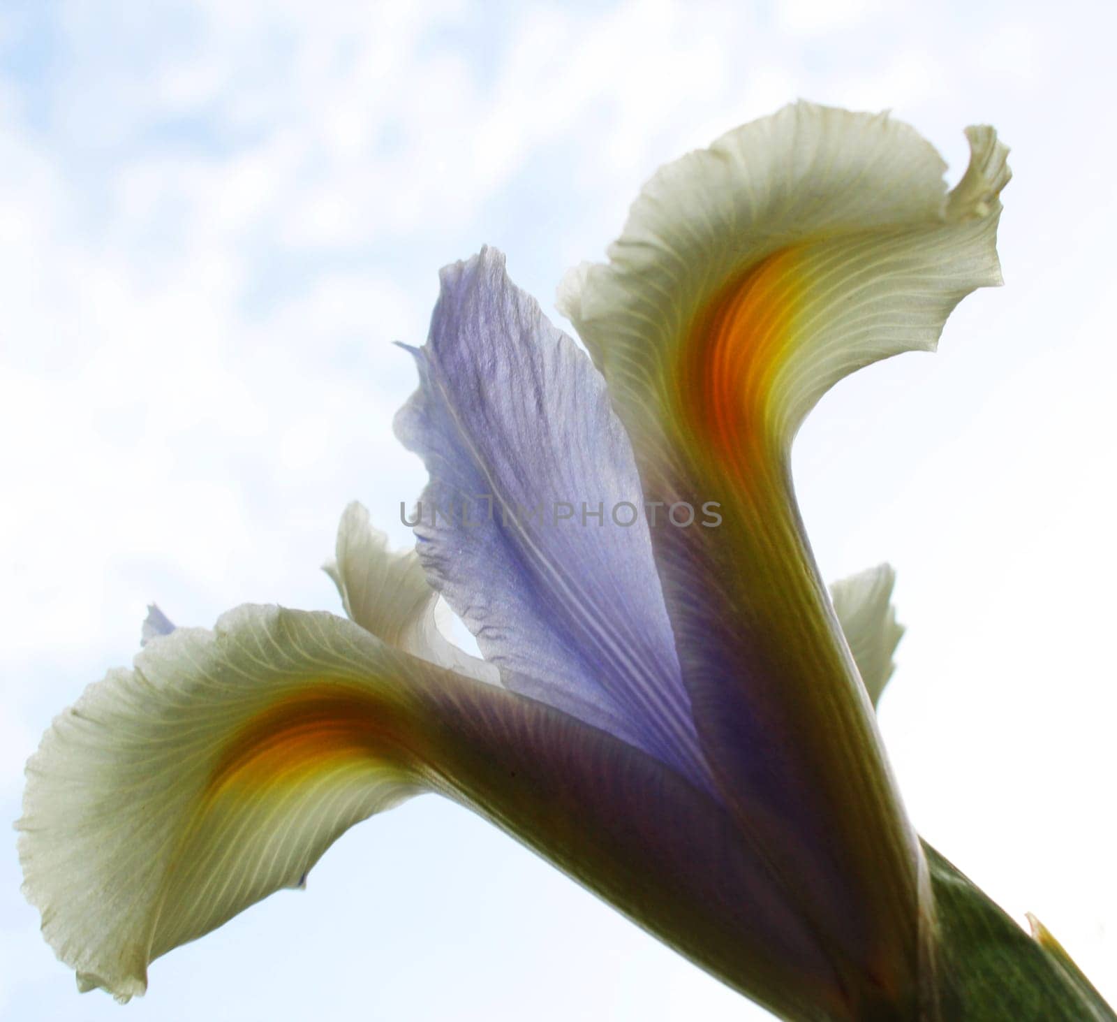 Iris