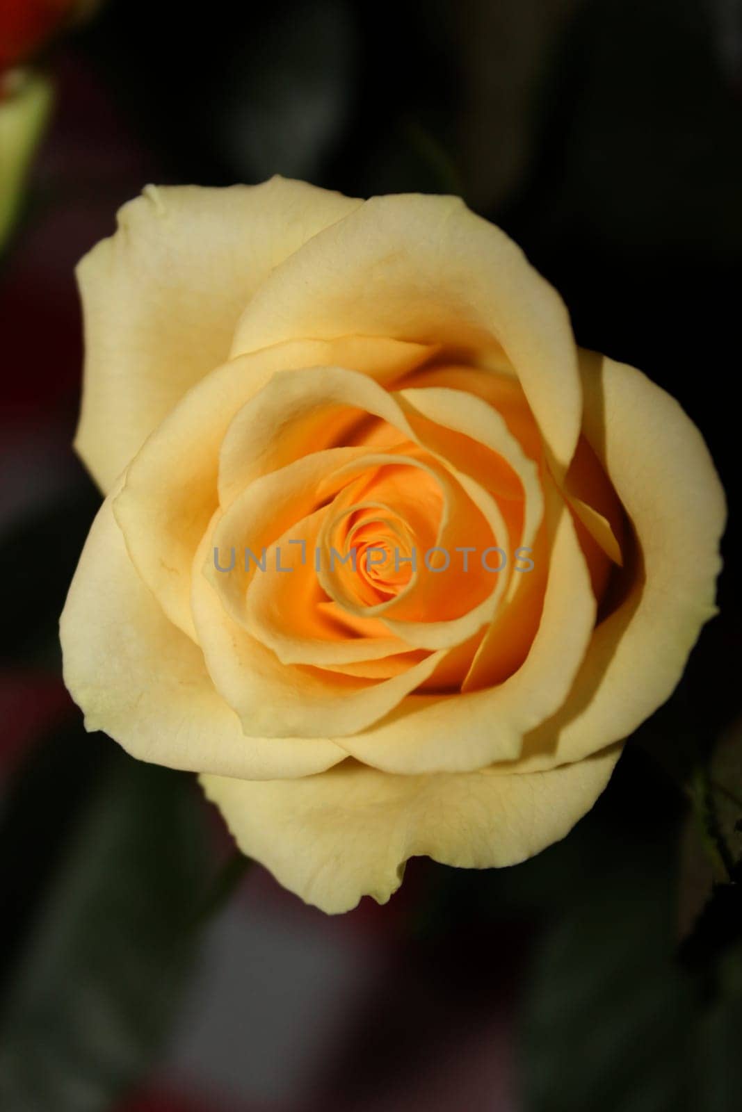 rose without hip without rosehip