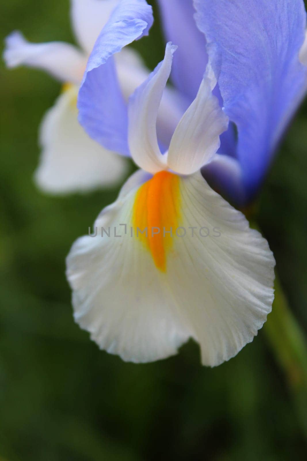 Iris