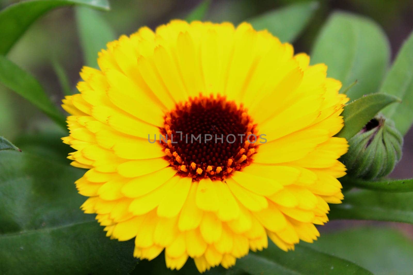 Marigold