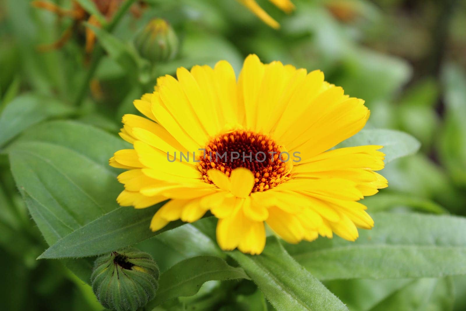 Marigold