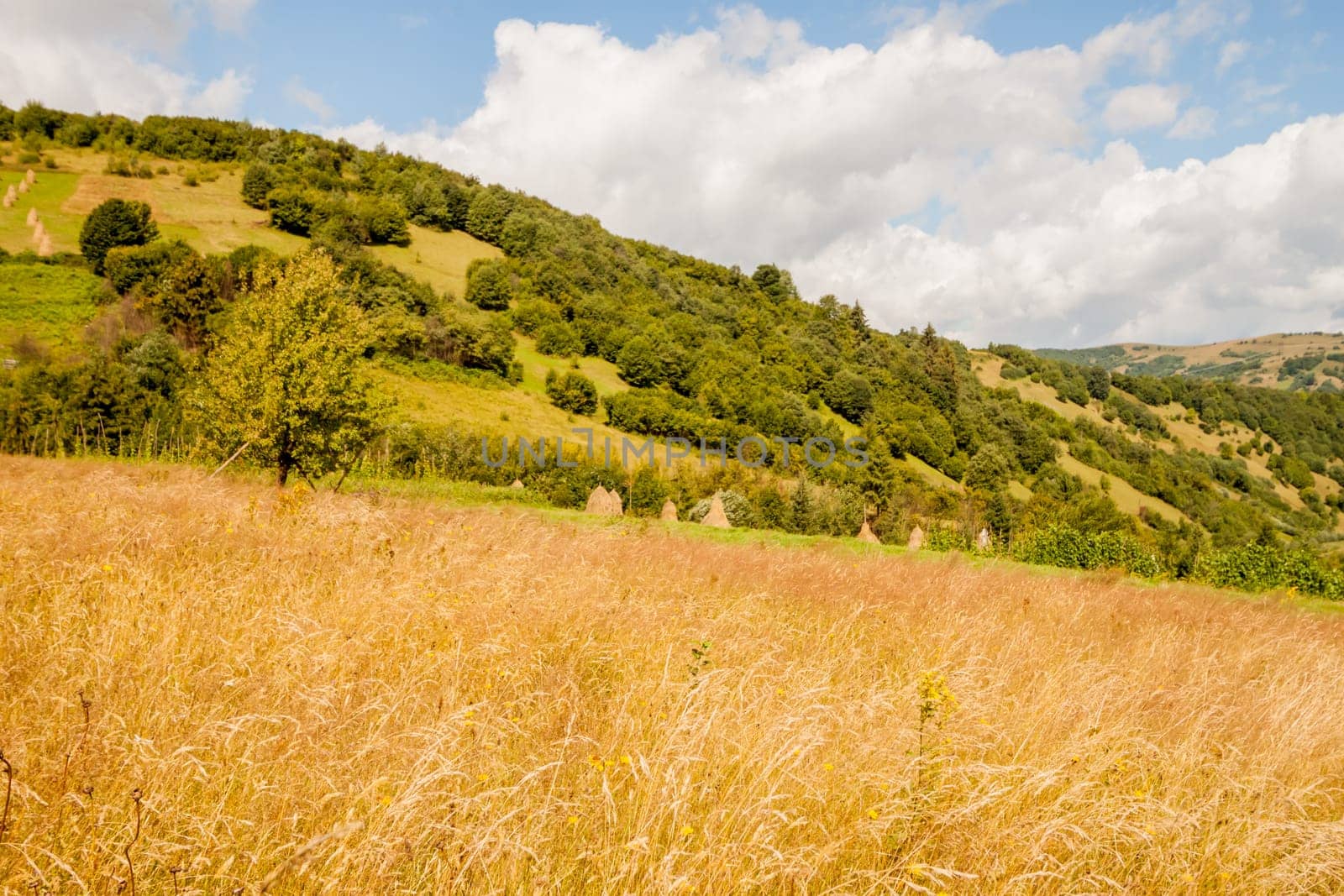 field in the Ukrainian Carpathians can be used as background