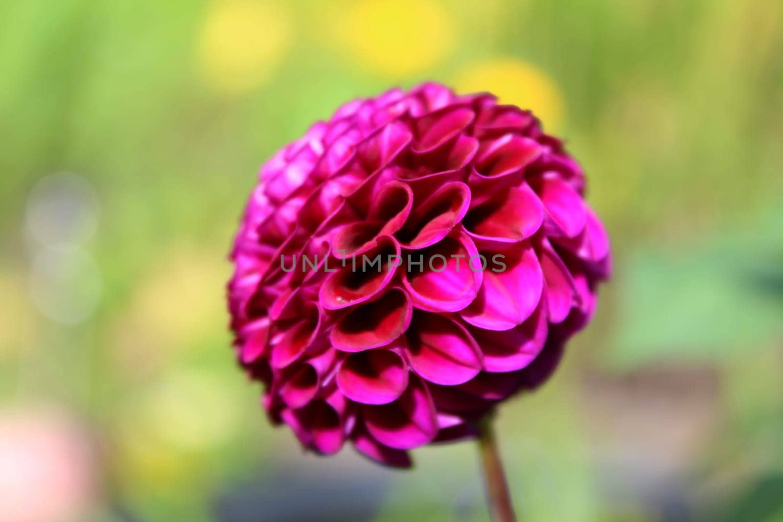Dahlias