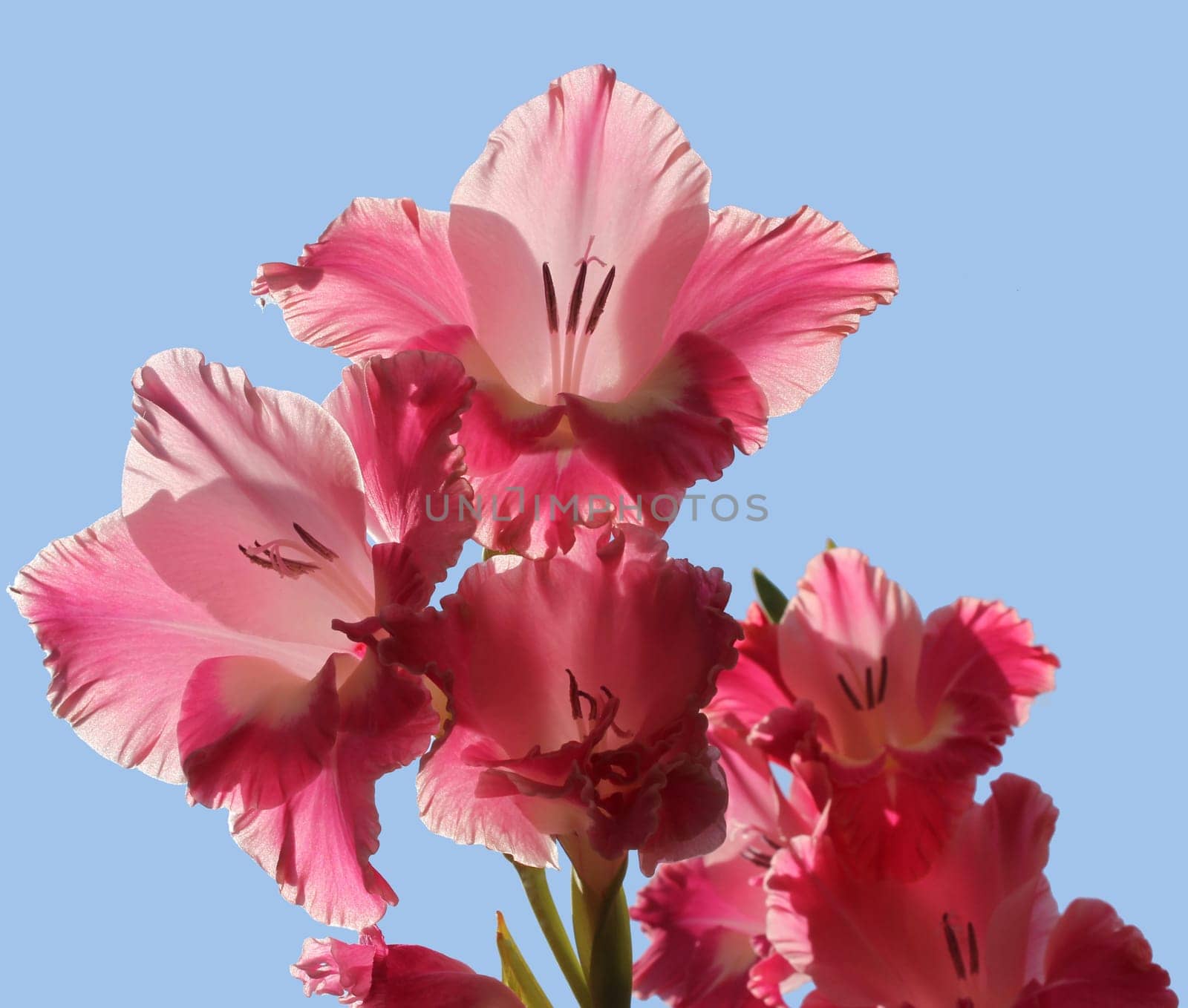 Gladiolus