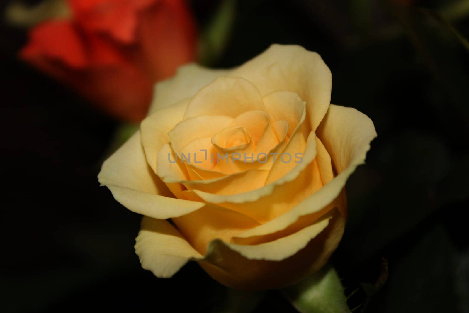 rose without hip without rosehip