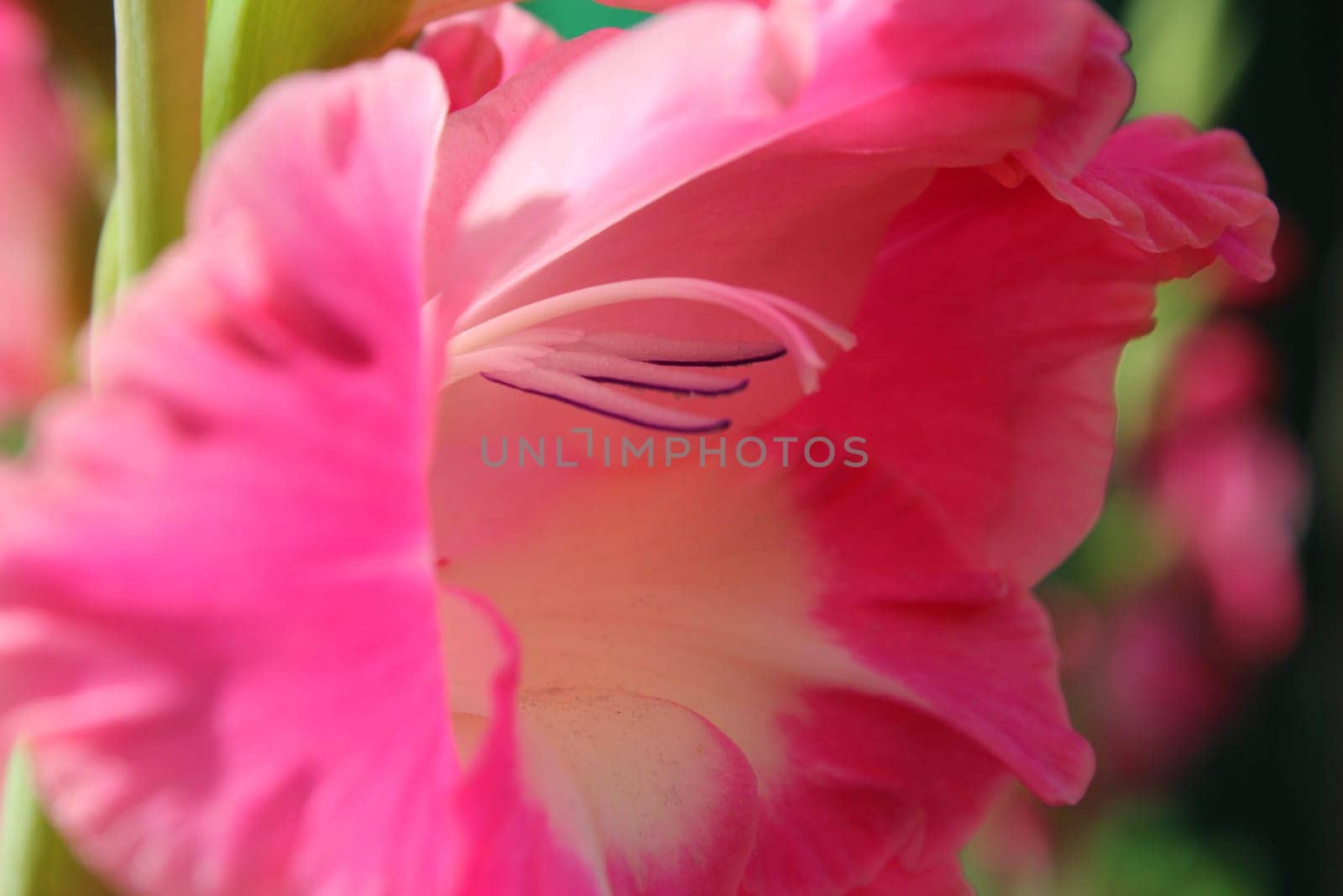Gladiolus