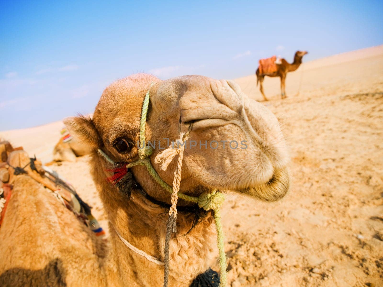 Camel in the desert