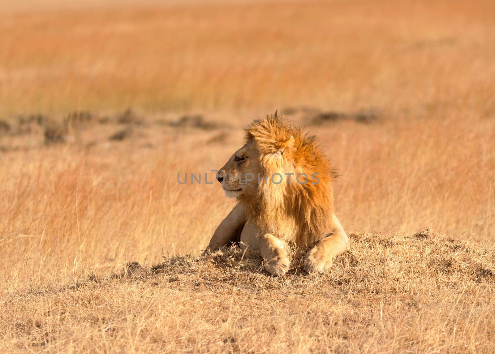 Male lion lying in the grass at sunset in Masai Mara, Kenya