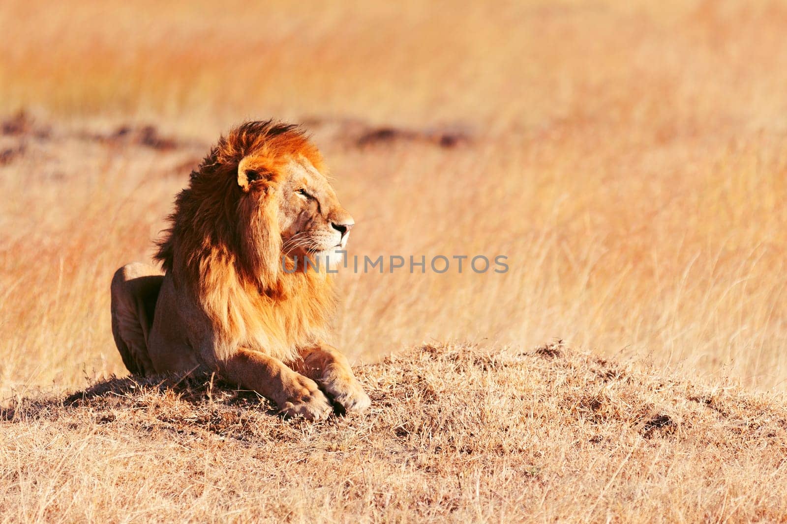 Male lion lying in the grass at sunset in Masai Mara, Kenya