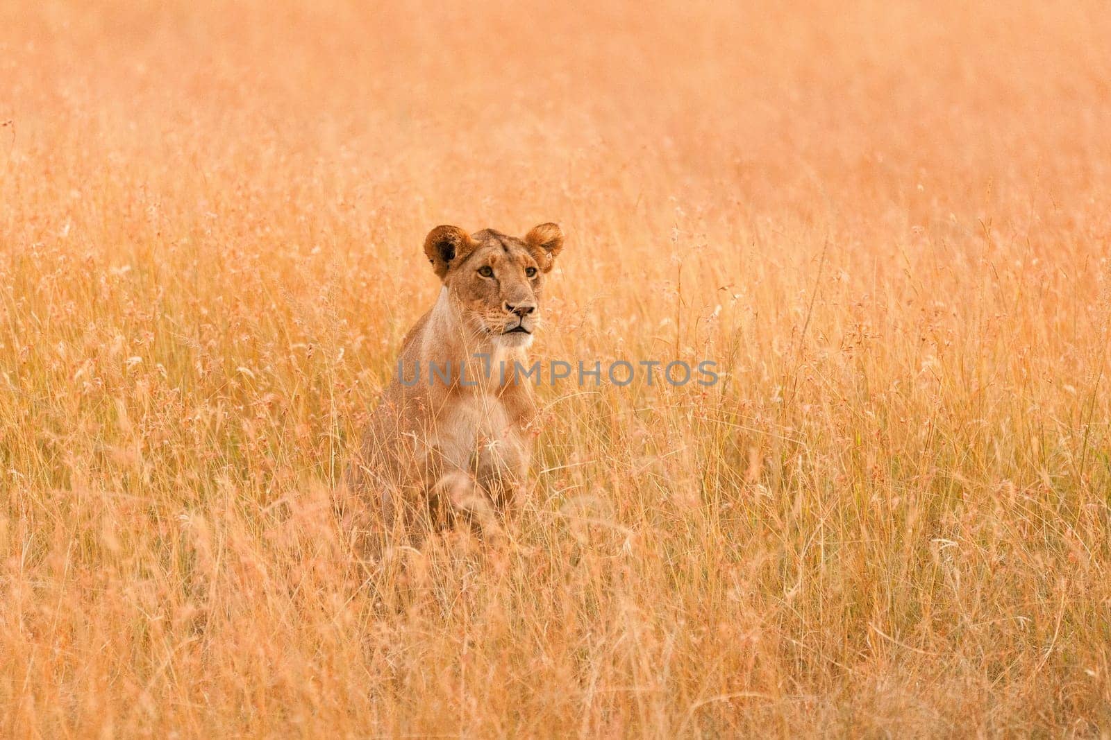 Female lion looking around in the grass in Masai Mara, Kenya