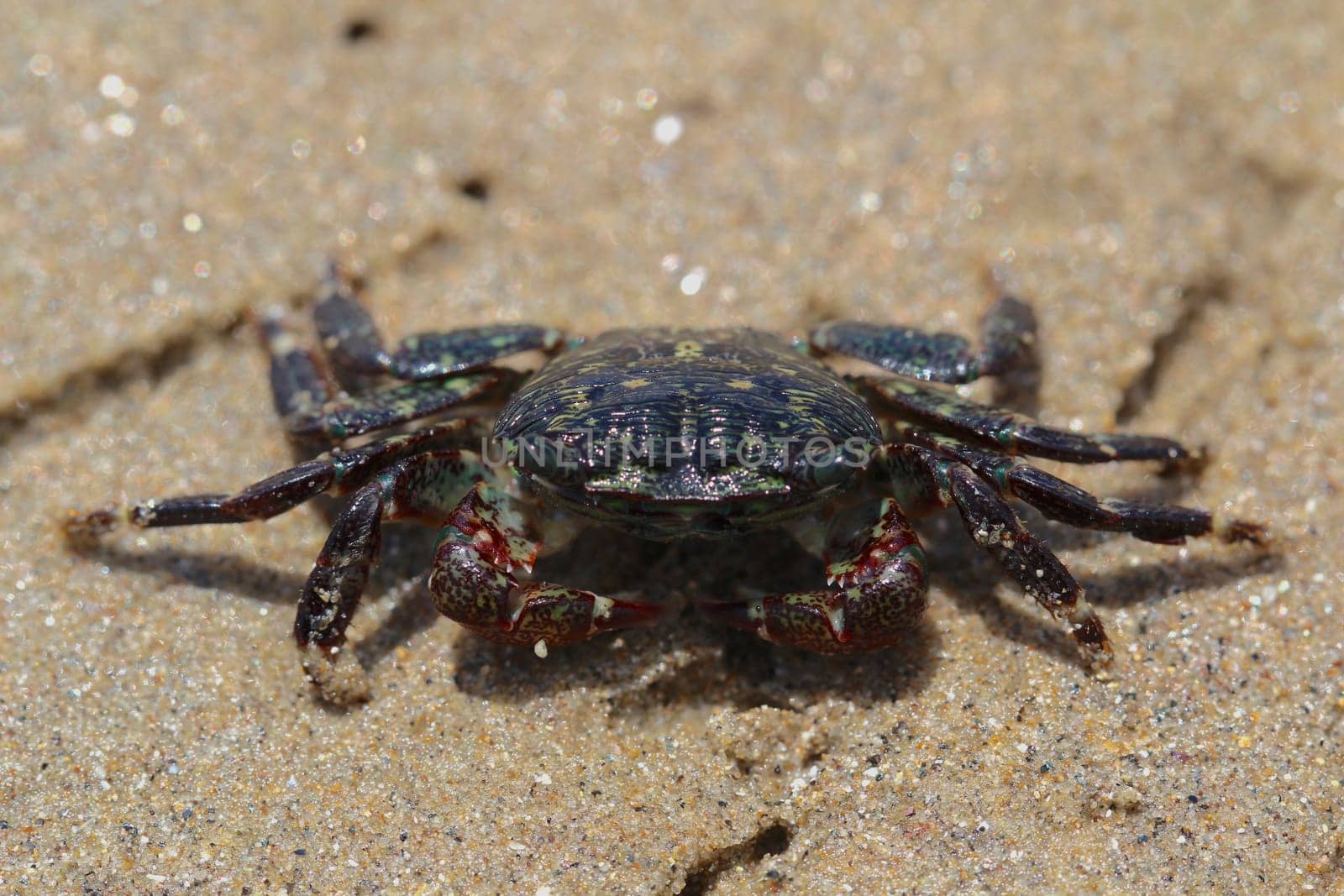 Young beach crab