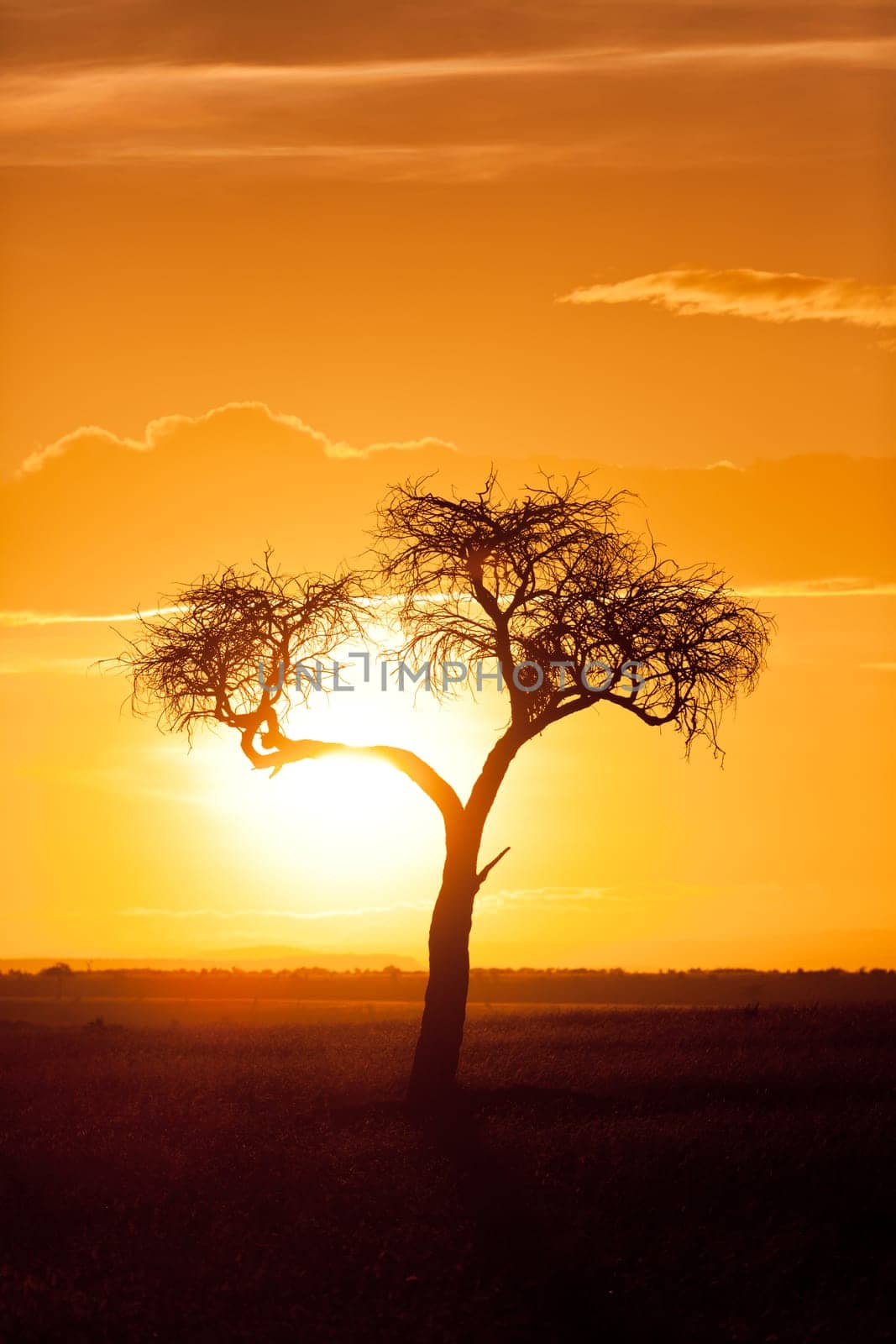Typical african sunset with acacia tree in Masai Mara, Kenya