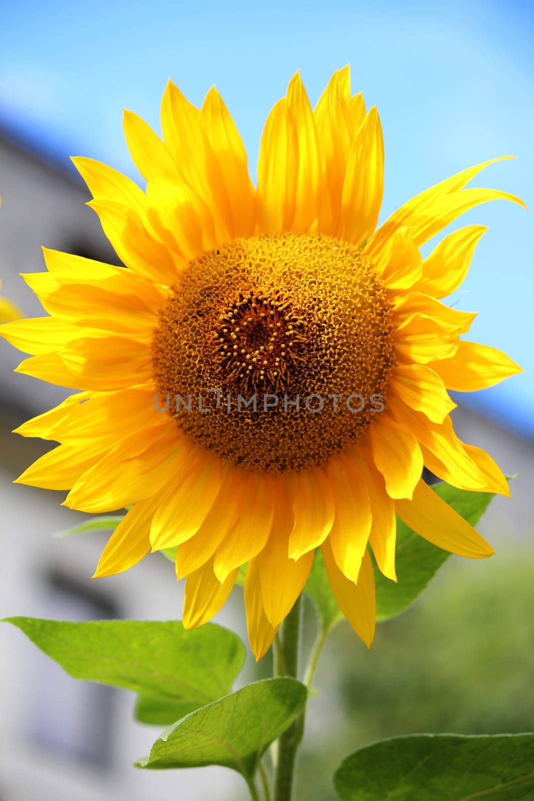 Sunflower
