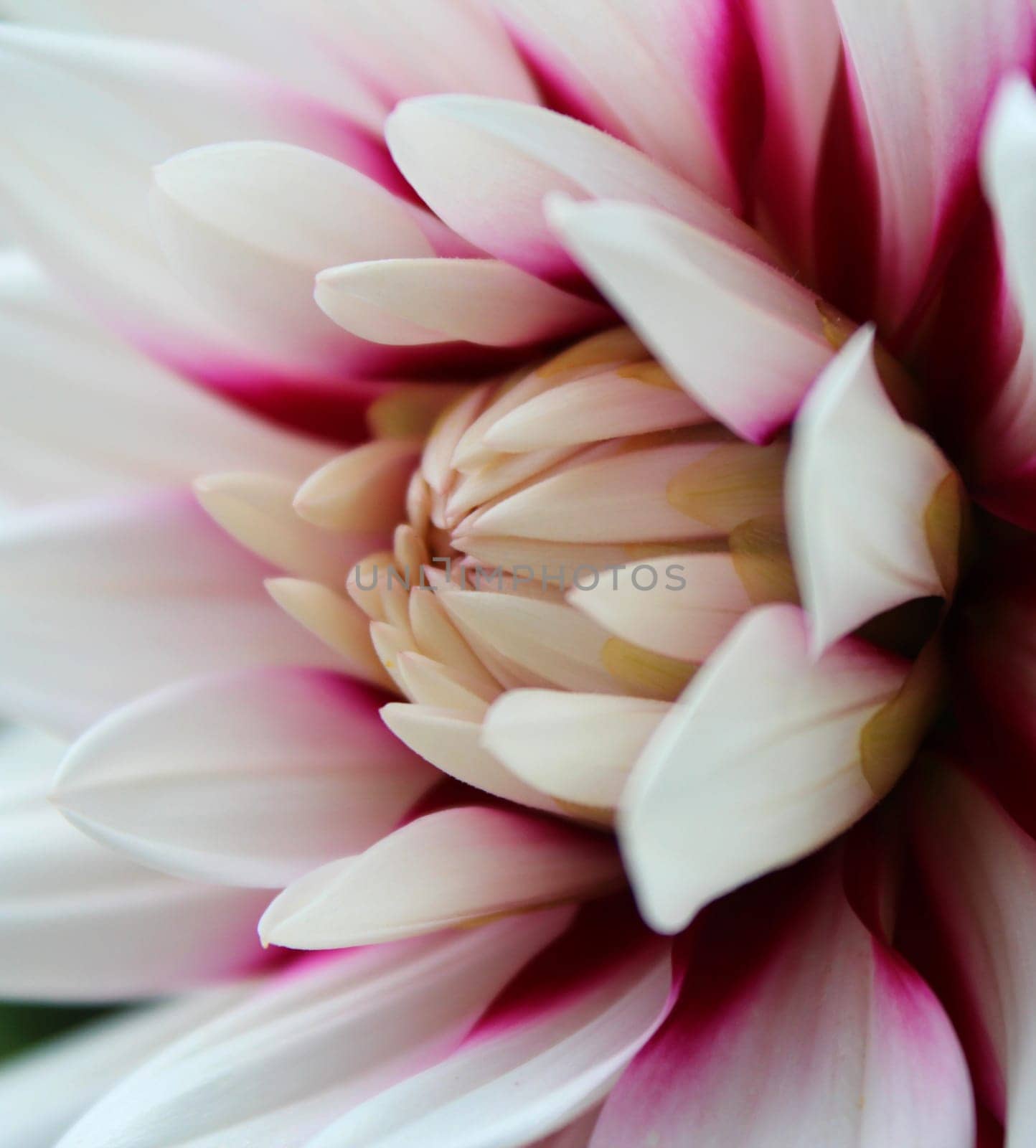 Dahlias