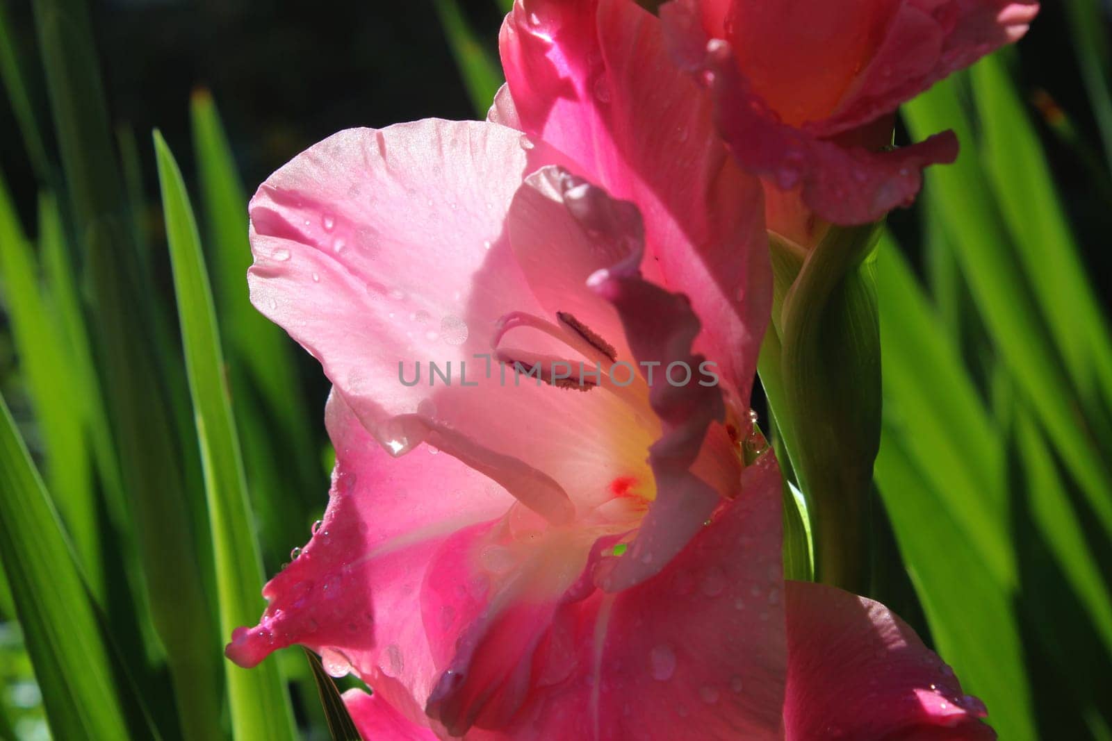 Gladiolus