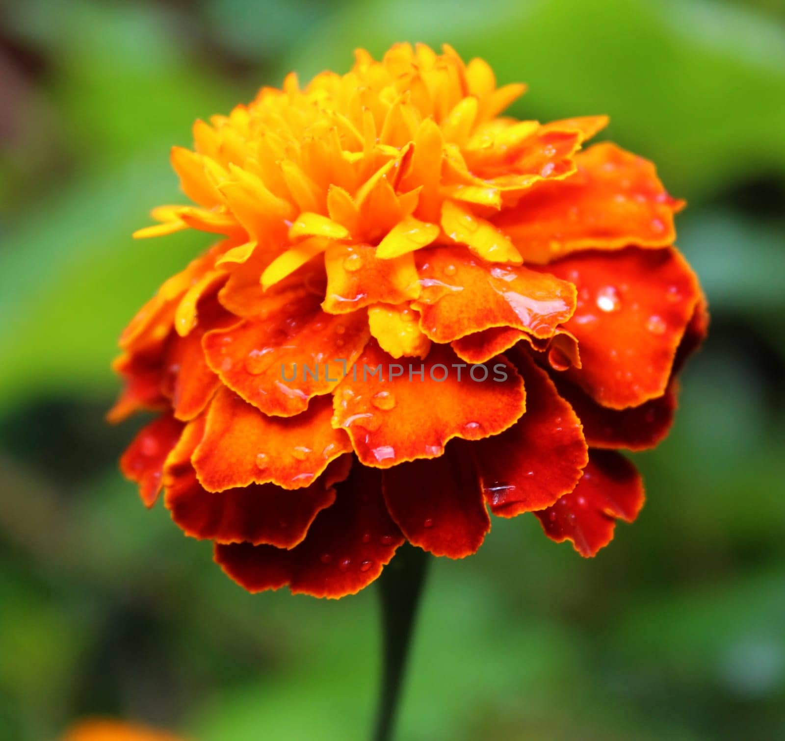 Sammetflower