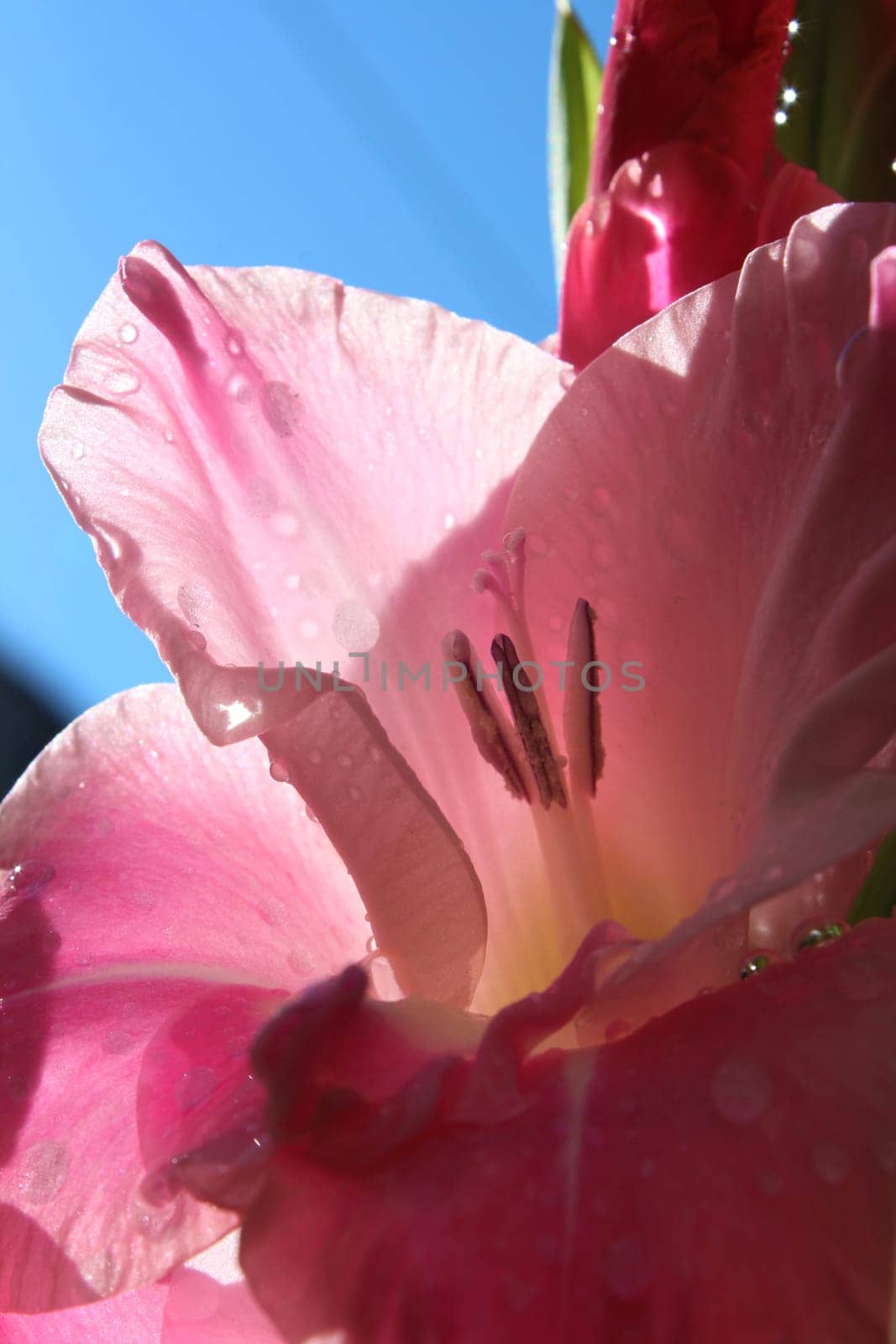 Gladiolus