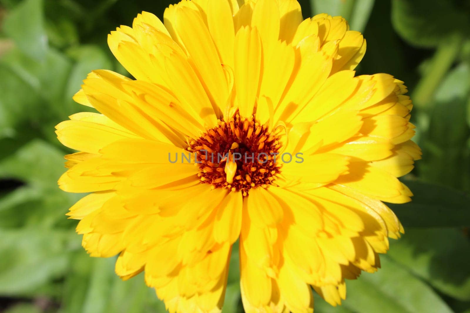 Marigold