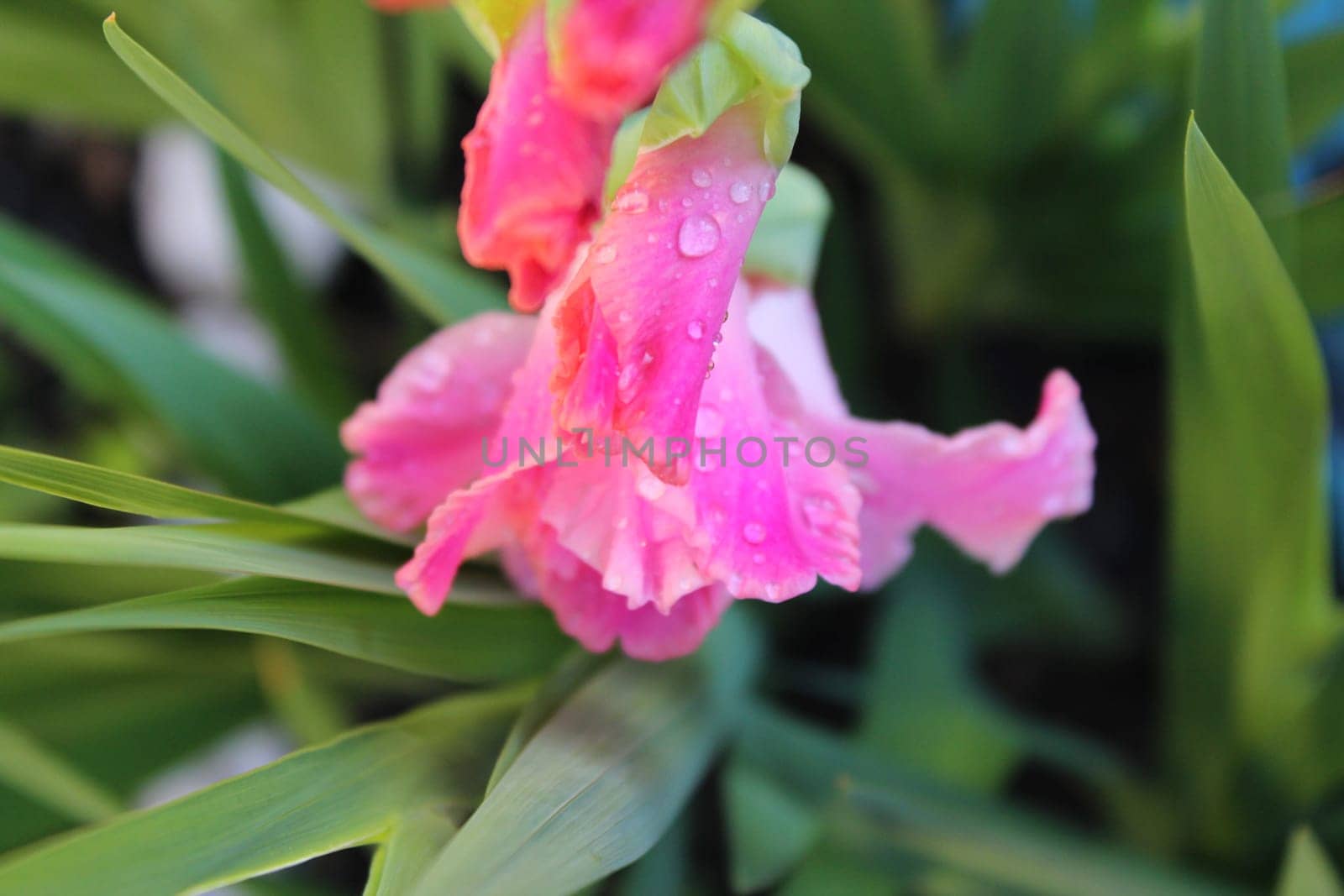 Gladiolus
