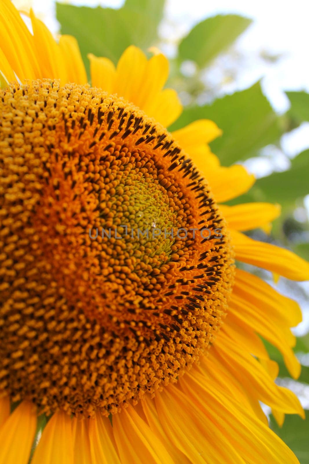 Sunflower