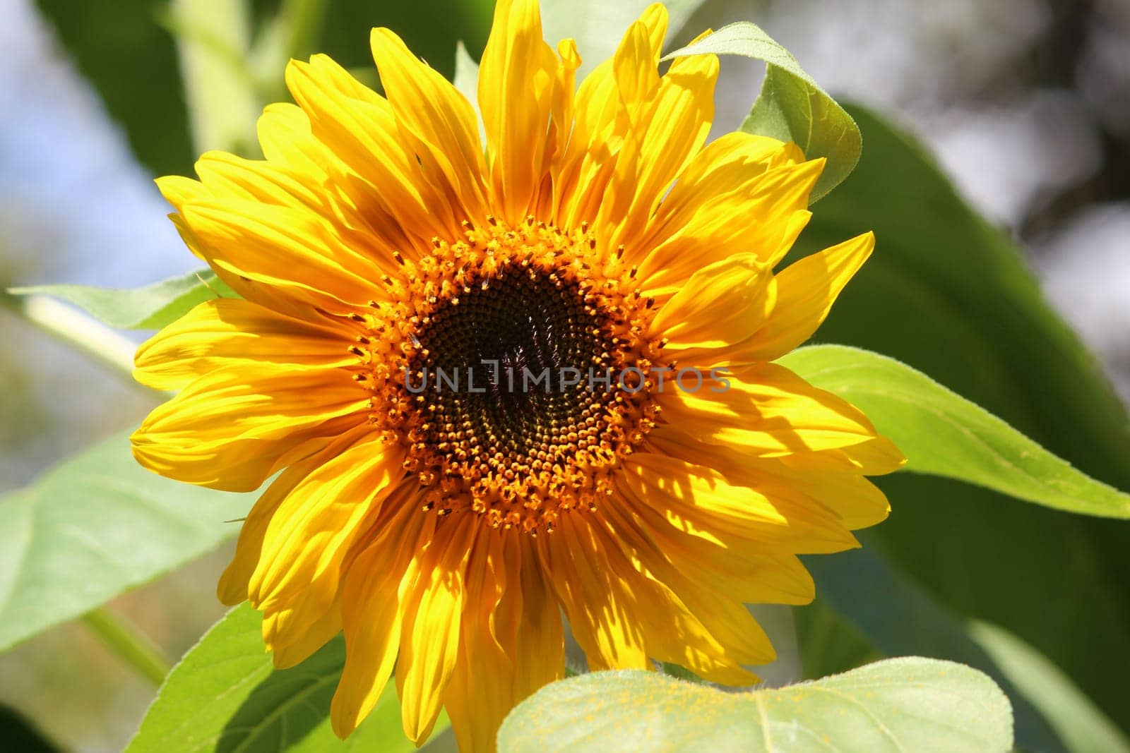 Sunflower